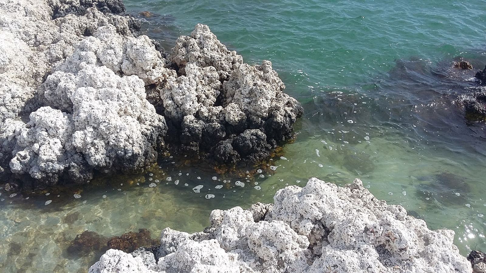 Stromatolites up close, built by microbes