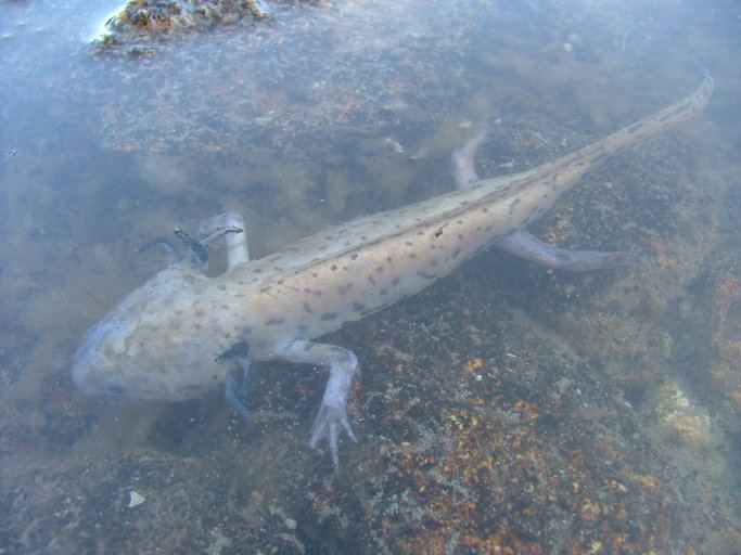 Ambystoma taylori, found only in this lake