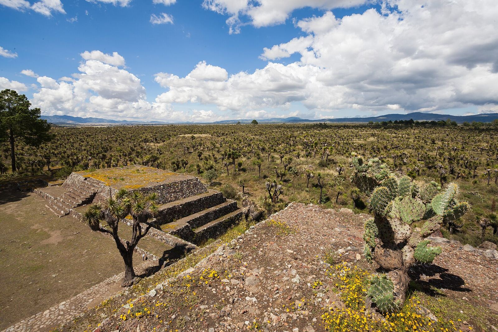 Stepped platforms in the scrub