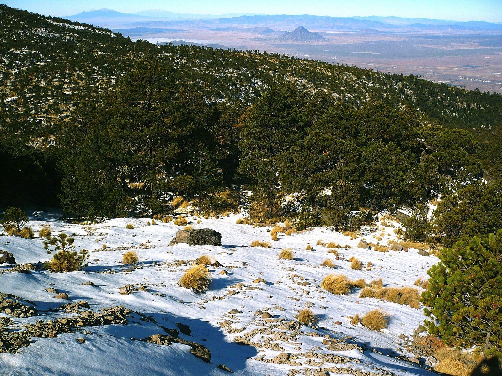Pinus hartwegii near the top, the high plain below